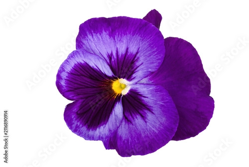фотографія Macro Shot of a Purple and Yellow Pansy Blossom