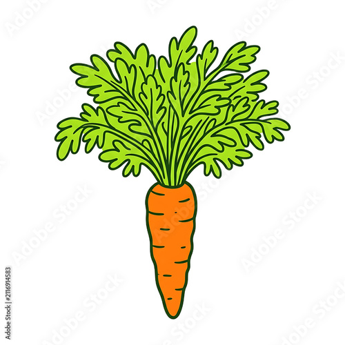 Hand drawn vector illustration of a fresh orange carrot with bushy green top leaves isolated on white background