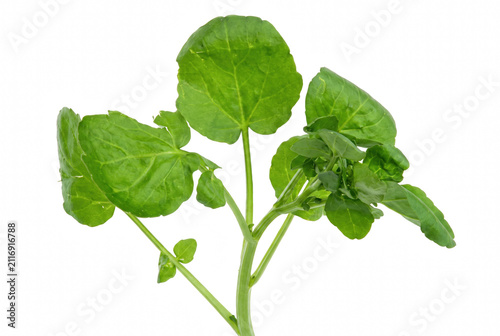 Fotografie Fresh Sprig of Watercress Featuring Vibrant Green Leaves