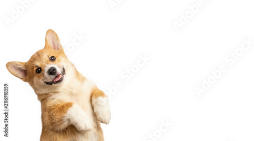 Cute Corgi puppy standing on hind legs and peeking with happy smile, isolated on transparent background with copy space.