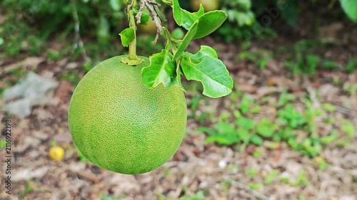 Fresh green pomelo fruit hanging on a tree branch in the garden.