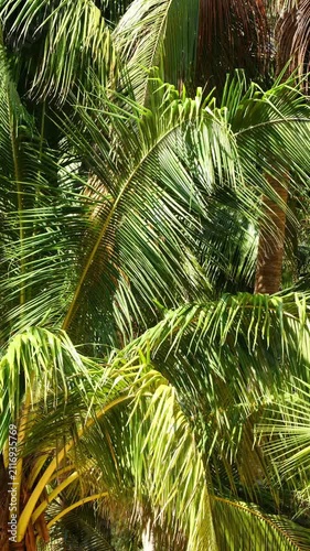 A lush, vibrant close-up of tropical palm leaves basking in bright sunlight, showcasing detailed textures and patterns of nature in ideal for a peaceful summer green background.	