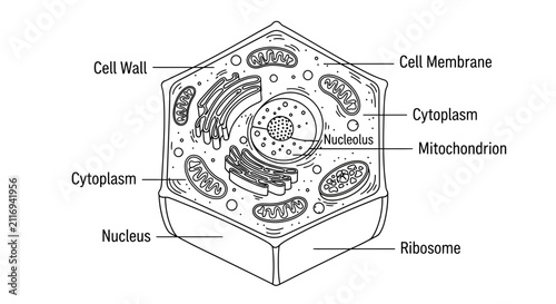 Detailed Diagram of a Plant Cell with Labeled Organelles - Science Education