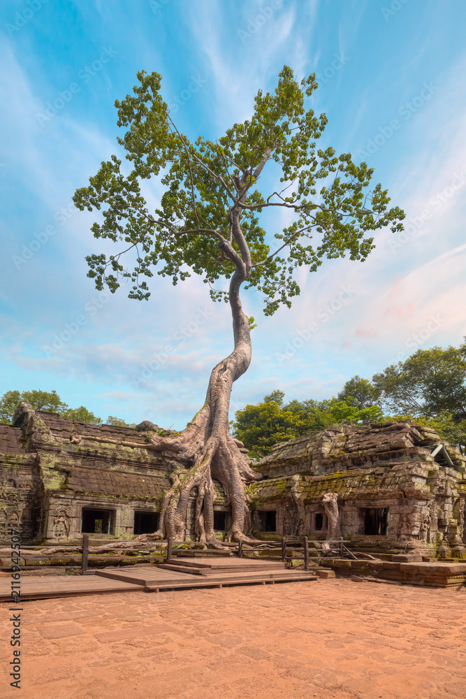 Naklejka premium Tree growing over ruins - Ta Prohm temple ruins hidden in jungles at Angkor Wat - Wall carving with woman famous Angkor Wat complex, Siem Reap, Cambodia