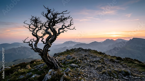 Twisted ancient tree stands alone on a rocky mountain summit during a beautiful sunrise where the golden sunlight illuminates the rugged landscape and brings hope for a brand new day of adventure