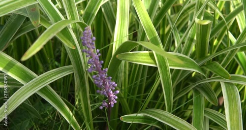 Variegated Lilyturf Plant with Purple Flower Spike