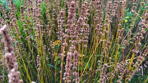 Wild Flower Plants Growing Dense In Fresh Natural Outdoor Field