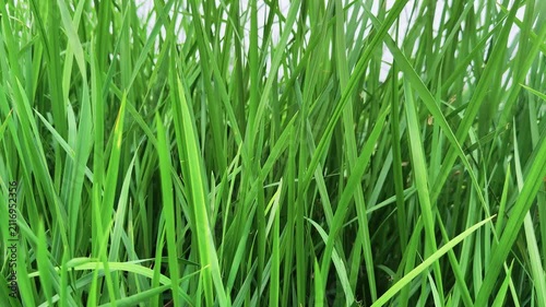 Green Grass Leaves Swaying Softly In Fresh Natural Countryside Field