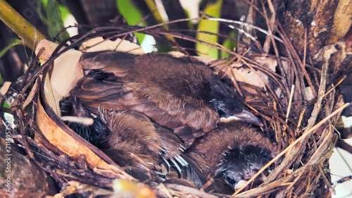 Bird Nest Chicks Resting Together Safe In Small Tree Branch,video