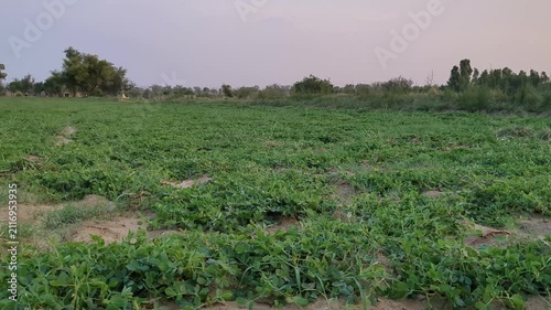 Peanut Crop Growing in Agricultural Field – Healthy Groundnut Plants on Farm 4K