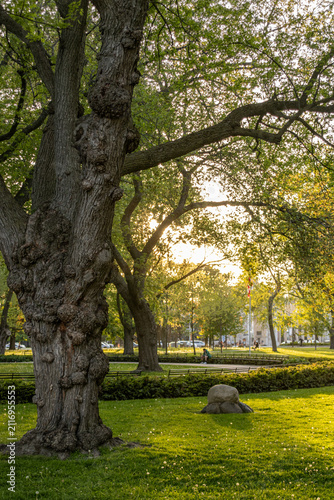 View of the park