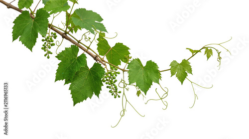Green grape vine branch with leaves and developing fruit clusters
