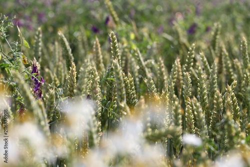Field of Wild Purple Flowers and Wheat.