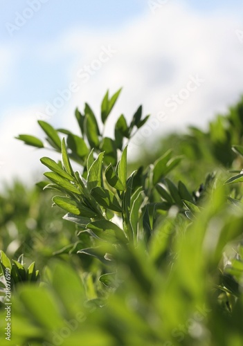 Field of Young Vicia Faba Crops on a Summer Day.
