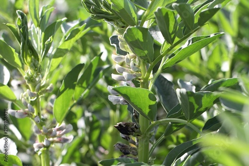 Field of Young Vicia Faba Crops on a Summer Day.