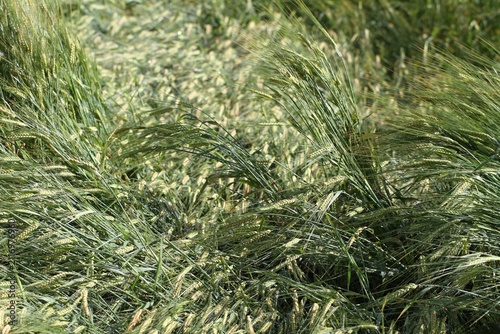 Field Damage After Rain and Storm.