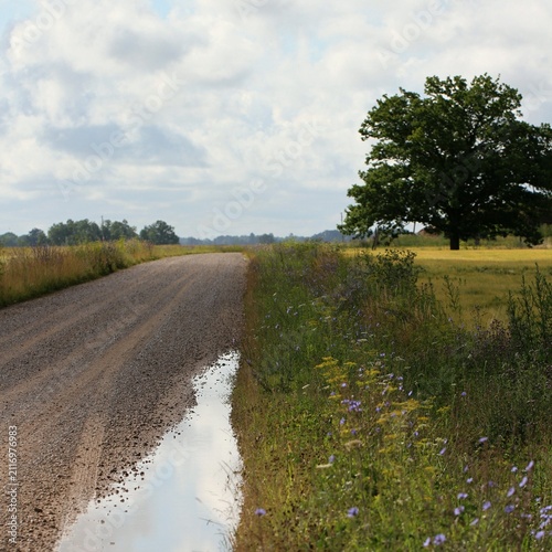 Rural Dirt Road Under Cloudy Summer Sky.