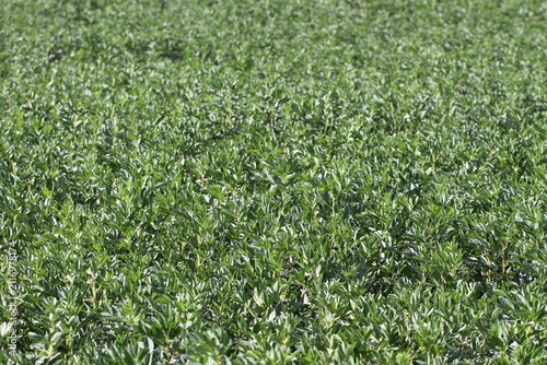 Field of Young Vicia Faba Crops on a Summer Day.