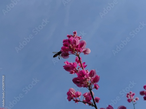Cuadro en lienzo pink flowers on blue sky, Antigonon leptopus , Coral vine or Mexican creeper or