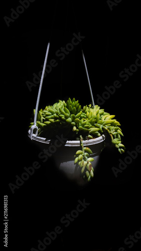 Succulent plant growing in white hanging pot contrasting with dark background.