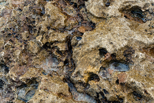 Close-up of porous limestone rock showcasing tide pool pockets, weathered erosion and wet coastal surface textures.