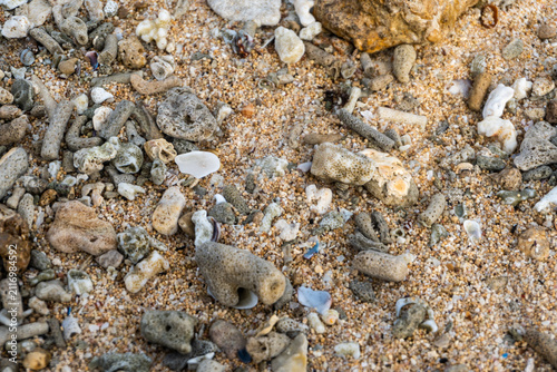 Close-Up of Coral Fragments and Seashells Scattered on Tropical Sandy Beach Shoreline Texture