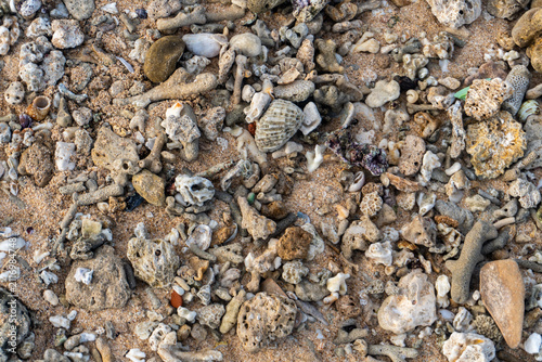 Close-Up of Coral Fragments and Seashells Scattered on Tropical Sandy Beach Shoreline Texture