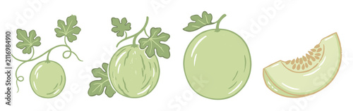 Green melon development stages from vine to sliced piece illustration