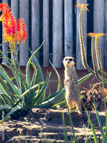 A meerkat standing among flowering succulents at Taronga Zoo in Sydney, New South Wales, Australia.
