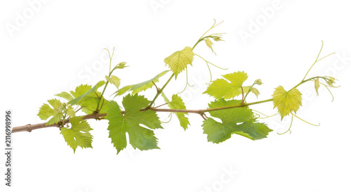 Graceful green grapevine with fresh leaves and young clusters