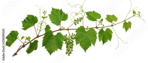 Green grape vine branch with developing fruit and tendrils on white background