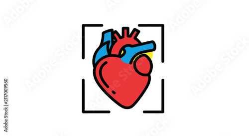 heart anatomy illustration, human organ