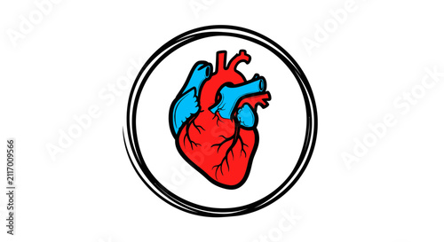 heart anatomy illustration