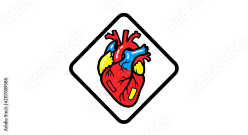 heart anatomy sign
