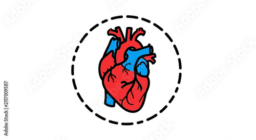 heart anatomy, human heart, medical illustration