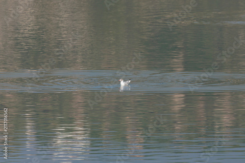Gaviota reidora nadando sobre la superficie del agua con espacio negativo, Beniarres, España