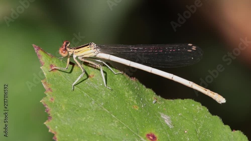Caballito del diablo moviendo el abdomen sobre una hoja verde en cámara lenta, Beniarrés, España