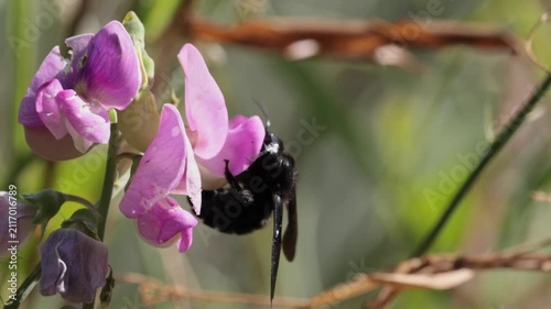 Abejorro carpintero libando néctar en una flor de guisante silvestre en cámara lenta, Beniarrés, España