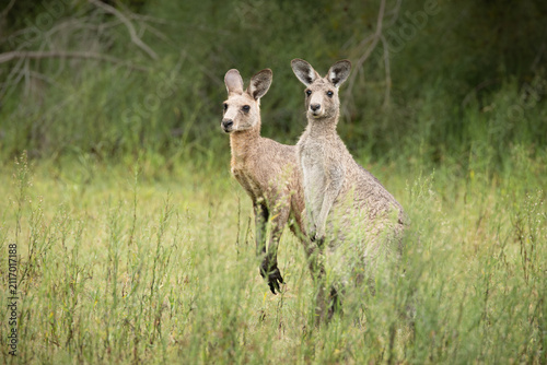 A pair of Eastern grey kangaroos stand up on full alert with their ears pricked up as they survey the situation in the bush around them at Arundel wetlands on the Gold Coast in Queensland, Australia.