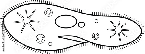 Fotografie Paramecium Caudatum Protozoa Microorganism Diagram Featuring Cilia Hair Vacuole