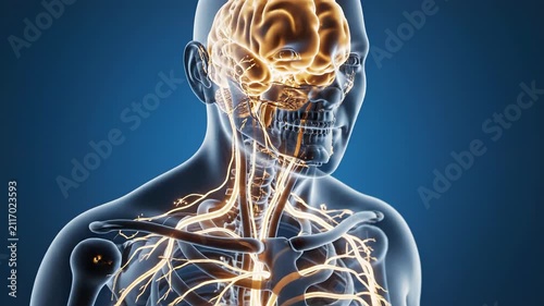 Human body with glowing brain and nervous system on blue