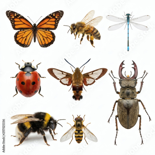 Insects including a monarch butterfly, honey bee, and ladybug are arranged on a clean white background to showcase their unique colors, textures, and biological structures.