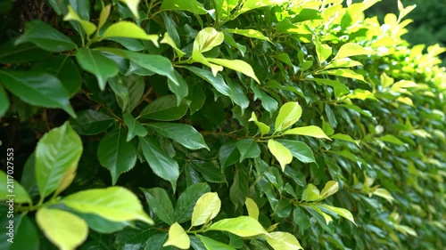 Lush green hedge with vibrant new leaves in bright sunlight