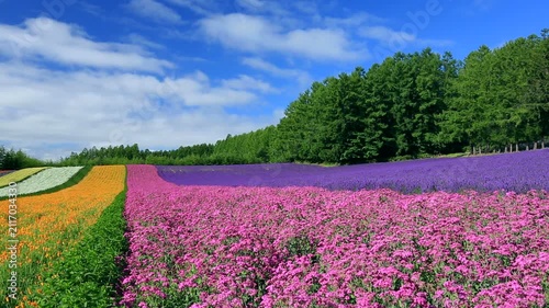 ファーム富田の花畑