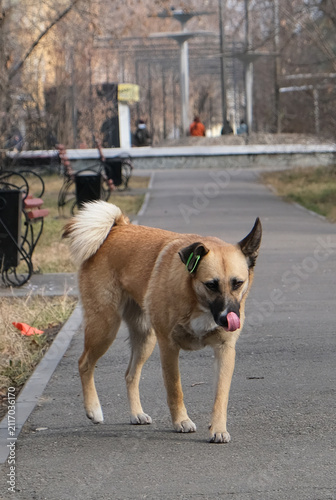 Canvastavla Stray dog , sterilized and microchipped, homeless, abandoned