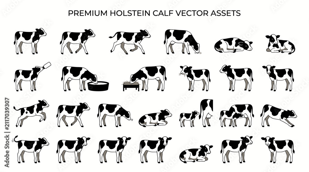Fototapeta premium Black and White Holstein Cattle Vector Illustrations Collection.
