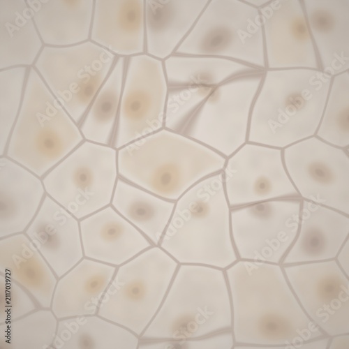 Foto Cellular structure with nuclei