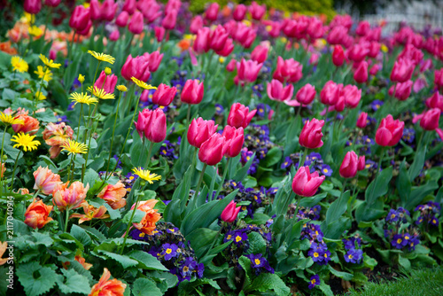 Tulips flowering in a garden in London