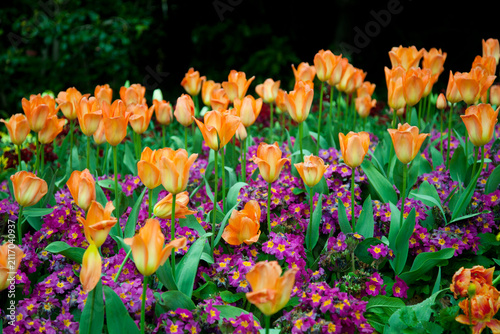 Tulips flowering in a garden in London