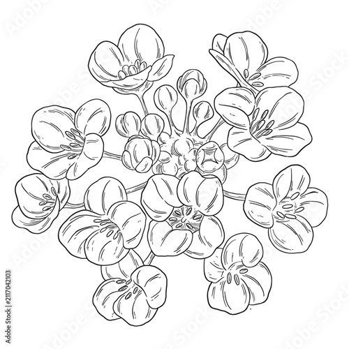 Botanical Sketch Sweet Alyssum Flower Line Art Illustration
